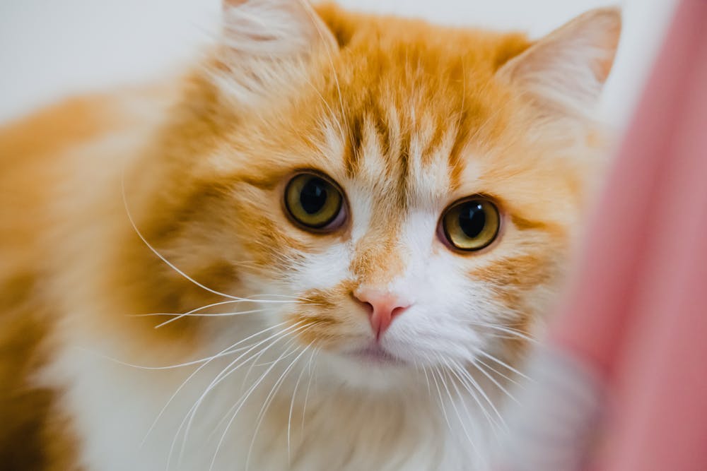 Close up of Ginger Cat