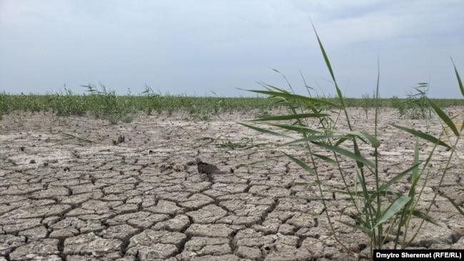 Каховське водосховище висохло і заростає травою, серпень 2023 року