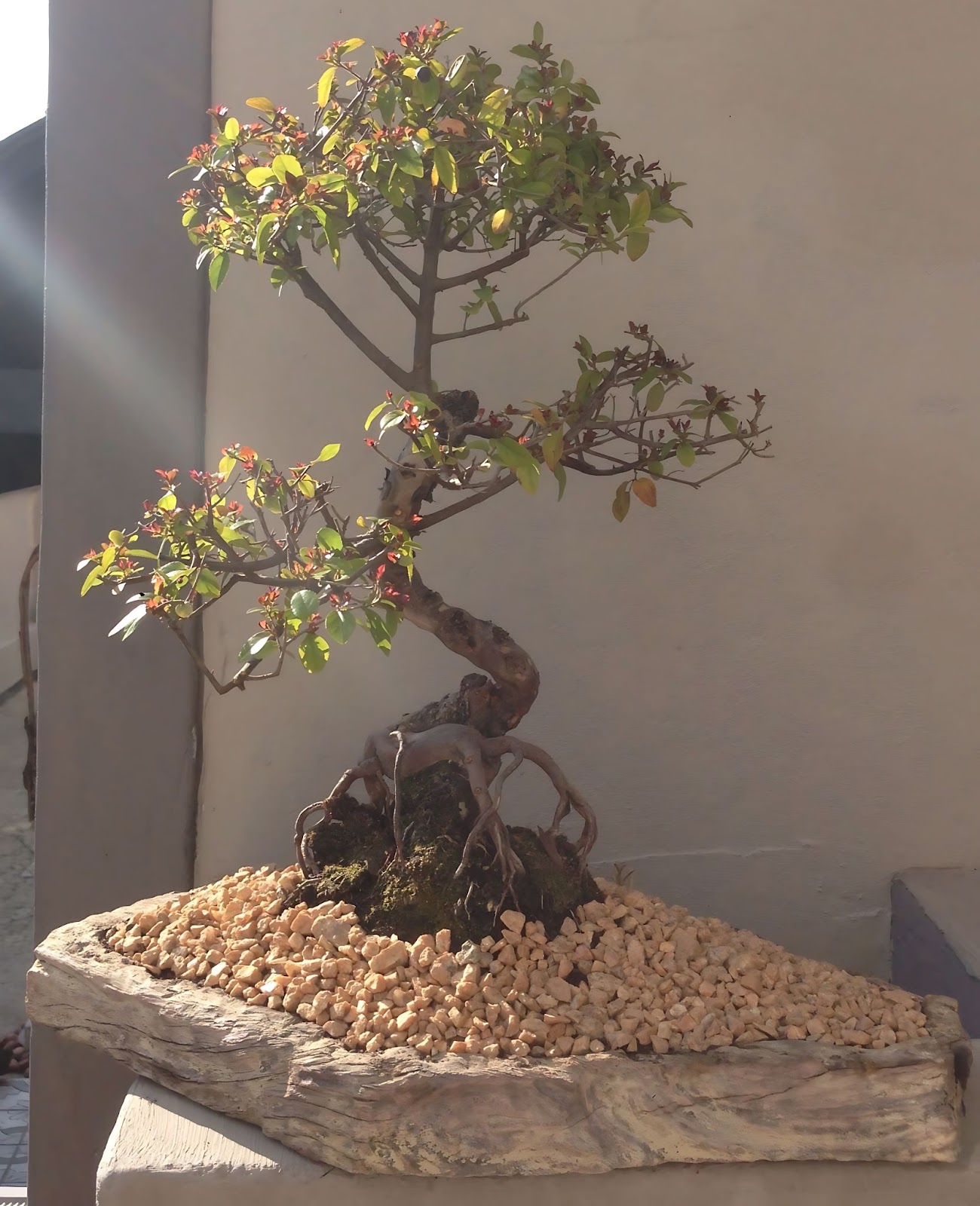 Sweet plum displayed near a sunny window