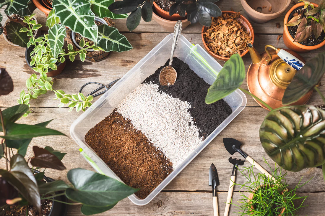 Soil Mixes for Indoor Plants