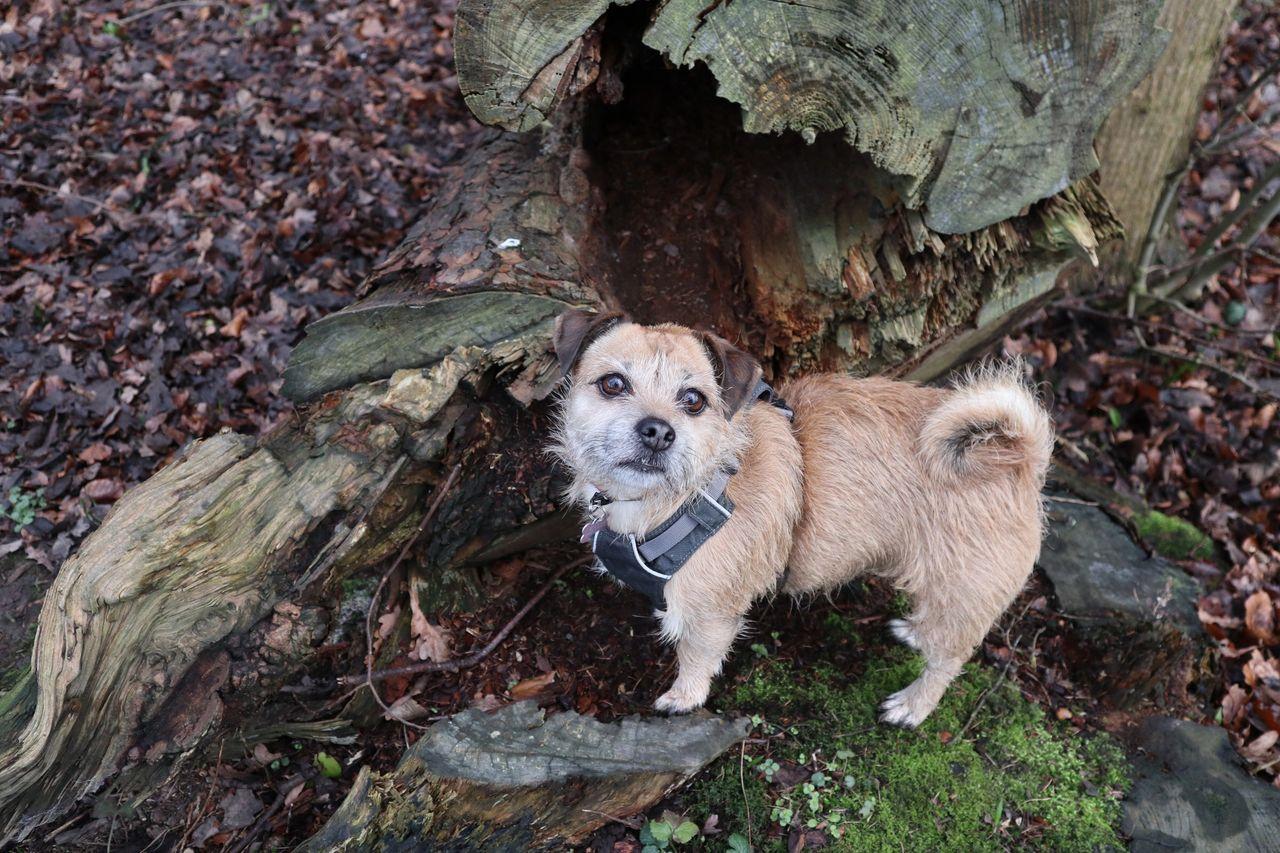a small brown jack russell crossed with a pug looking at a fallen down tree stump 