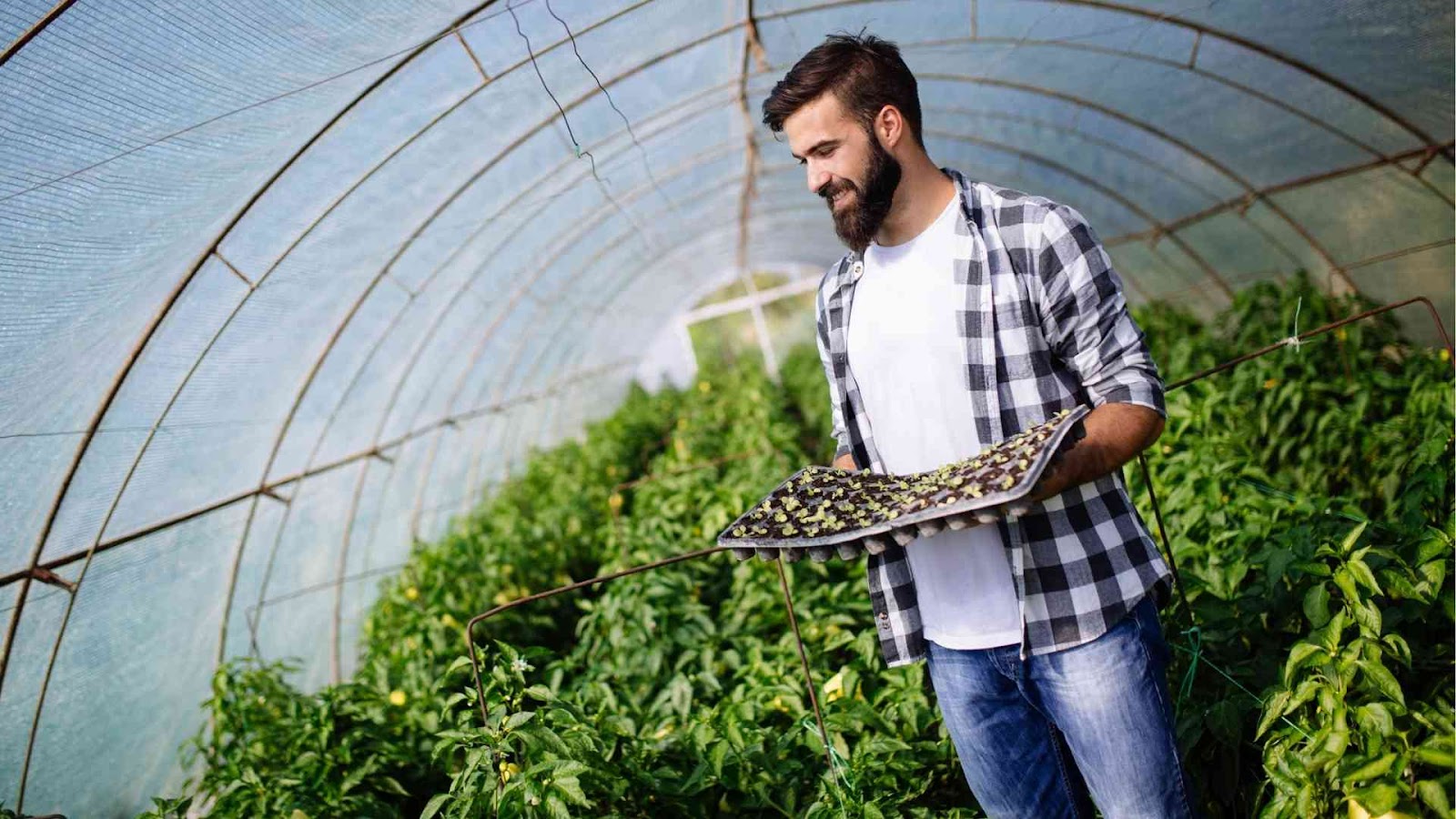 Explore India's greenhouse farming revolution for eco-friendly and efficient crop production from Farmersrathna Agri-news