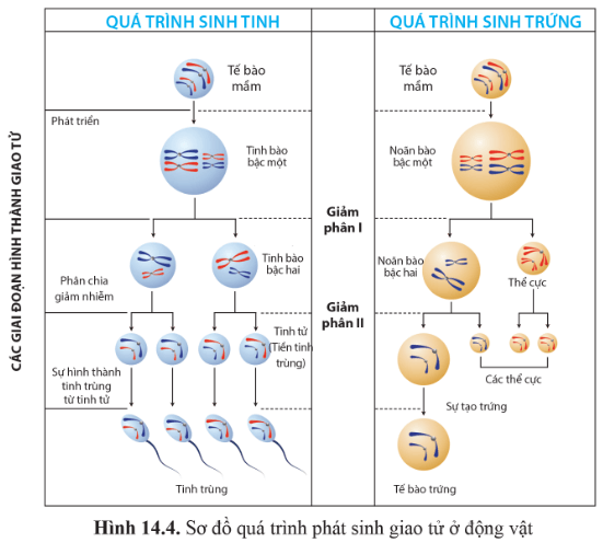 BÀI 14 - GIẢM PHÂNMỞ ĐẦUCâu 1: Bằng cơ chế nào mà bộ nhiễm sắc thể lưỡng bội (2n) của loài sinh sản hữu tính được duy trì nguyên vẹn từ thế hệ này sang thế hệ khác?Đáp án chuẩn:Nhờ sự kết hợp của 3 cơ chế nguyên phân, giảm phân và thụ tinh, bộ NST lưỡng bội 2n của loài sinh sản hữu tính được duy trì nguyên vẹn từ thế hệ này sang thế hệ khác. Giảm phân giảm bộ NST xuống một nửa (n), sau đó sự kết hợp của 2 giao tử (n) trong thụ tinh tạo thành hợp tử (2n), khôi phục lại bộ NST 2n đặc trưng của loài. Hợp tử 2n sau đó trải qua nhiều lần nguyên phân và biệt hóa tế bào để phát triển thành cơ thể đa bào trưởng thành.I. QUÁ TRÌNH GIẢM PHÂN VÀ THỤ TINHCâu 1: Giảm phân là gì?Đáp án chuẩn:- Là hình thức phân chia của các tế bào sinh dục chín để tạo thành các giao tử có bộ nhiễm sắc thể giảm đi một nửa so với tế bào mẹ ban đầu.Câu 2: Quan sát hình 14.1 và Đáp án chuẩn câu hỏi:a) Để tạo ra 4 tế bào con, cần mấy lần phân chia từ một tế bào ban đầu?b) Hãy so sánh bộ nhiễm sắc thể ban đầu và bộ nhiễm sắc thể của các tế bào là sản phẩm của các lần phân chia đó?Đáp án chuẩn:- Để tạo ra 4 tế bào con, cần 2 lần phân chia liên tiếp (bao gồm giảm phân I và giảm phân II) từ một tế bào ban đầu.- So sánh bộ nhiễm sắc thể ban đầu và bộ nhiễm sắc thể của các tế bào con sau các lần phân chia: Sau khi kết thúc 2 lần phân chia, bộ NST của các tế bào con giảm xuống một nửa so với tế bào ban đầu.Câu 3: Quan sát hình 14.2 và cho biết trước khi bắt đầu giảm phân I, nhiễm sắc thể trong nhân tế bào ở trạng thái đơn hay kép. Đặc điểm này có ý nghĩa gì?Đáp án chuẩn:- Trước khi bắt đầu giảm phân I, nhiễm sắc thể được nhân đôi ở pha S của kì trung gian, tạo thành nhiễm sắc thể kép gồm hai chromatid đính với nhau ở tâm động.- Điều này đảm bảo rằng mỗi tế bào con sau giảm phân I có bộ nhiễm sắc thể giảm xuống một nửa so với tế bào mẹ ban đầu.Câu 4: Quan sát hình 14.3, cho biết:a) Giảm phân I có các kì nào? Nhiễm sắc thể biến đổi như thế nào ở kì đầu I?b) Nhận xét về sự sắp xếp của nhiễm sắc thể ở kì giữa I và sự di chuyển của nhiễm sắc thể ở kì sau I.c) Kết quả của giảm phân I là gì? Hãy so sánh số lượng nhiễm sắc thể của tế bào lúc bắt đầu giảm phân và lúc kết thúc giảm phân I.d) Kết quả của giảm phân II là gì? So sánh bộ nhiễm sắc thể của tế bào được tạo ra sau giảm phân I và giảm phân II.Đáp án chuẩn:a) - Giảm phân I bao gồm 4 kì: đầu I, giữa I, sau I, cuối I.- Sự biến đổi của nhiễm sắc thể tại kì đầu I: Ở kì đầu I, nhiễm sắc thể kép bắt đôi và có thể xảy ra trao đổi chéo giữa các chromatid của các nhiễm sắc thể tương đồng. Các nhiễm sắc thể dần co lại. b) - Nhận xét về sự sắp xếp của nhiễm sắc thể ở kì giữa I: Ở kì giữa I, các nhiễm sắc thể kép trong các cặp tương đồng được xếp thành hai hàng trên mặt phẳng xích đạo của thoi phân bào.- Nhận xét về sự di chuyển của nhiễm sắc thể ở kì sau I: Mỗi nhiễm sắc thể kép trong các cặp tương đồng di chuyển về một cực của tế bào.c) - Kết quả của giảm phân I là từ 1 tế bào 2n ban đầu tạo ra 2 tế bào con mang bộ NST n kép.- So sánh số lượng nhiễm sắc thể của tế bào lúc bắt đầu và kết thúc giảm phân I: Số nhiễm sắc thể đã giảm xuống một nửa (từ 2n NST kép thành n NST kép).d)- Kết quả của giảm phân II là tạo ra 4 tế bào con mang bộ nhiễm sắc thể n đơn.- So sánh bộ nhiễm sắc thể của tế bào sau giảm phân I và giảm phân II: Bộ NST của tế bào trong giảm phân I và giảm phân II có số lượng bằng nhau, nhưng ở giảm phân I là nhiễm sắc thể kép còn ở giảm phân II là nhiễm sắc thể đơn.Luyện tập 1: Nhận xét về sự phân li và tổ hợp của các cặp nhiễm sắc thể tương đồng khác nhau qua các giai đoạn của giảm phân I.Đáp án chuẩn:Trong giảm phân I, các nhiễm sắc thể phân li độc lập và tổ hợp tự do về 2 cực của tế bào, tạo ra các tổ hợp nhiễm sắc thể mới. Điều này dẫn đến sự hình thành nhiều loại giao tử khác nhau trong quá trình giảm phân I.Câu 5: Lập bảng so sánh quá trình nguyên phân và quá trình giảm phân theo gợi ý trong bảng 14.1.Đáp án chuẩn:ĐiểmNội dung so sánhNguyên phânGiảm phânKhác nhauKết quảTừ 1 tế bào mẹ ban đầu tạo ra 2 tế bào con mang bộ nhiễm sắc thể giống tế bào mẹ.Từ 1 tế bào ban đầu tạo ra 4 tế bào con mang bộ nhiễm sắc thể giảm đi một nửa so với tế bào mẹ.Diễn ra ở loại tế bàoTất cả các tế bào trừ tế bào sinh dục chín.Tế bào sinh dục chín.Các giai đoạnKì trung gian, phân chia nhân (gồm 4 kì là kì đầu, kì giữa, kì sau, kì cuối) và phân chia tế bào chất.Kì trung gian, giảm phân I (kì đầu I, kì giữa I, kì sau I, kì cuối I), giảm phân II (kì đầu II, kì giữa II, kì sau II, kì cuối II).Hiện tượng tiếp hợp và trao đổi chéoKhông có hiện tượng tiếp hợp và trao đổi chéo.Có hiện tượng tiếp hợp và có thể trao đổi chéo giữa các chromatid của các nhiễm sắc thể tương đồng ở kì đầu I.Sắp xếp nhiễm sắc thể trên thoi phân bàoỞ kì giữa, các NST kép tập trung thành 1 hàng trên mặt phẳng xích đạo của thoi phân bào.Ở kì giữa I, các nhiễm sắc thể kép trong cặp nhiễm sắc thể tương đồng tập trung thành hai hàng trên mặt phẳng xích đạo của thoi phân bào.Ở kì sau II, các NST kép tập trung thành 1 hàng trên mặt phẳng xích đạo của thoi phân bào.Các nhiễm sắc thể tách nhau ở tâm độngXảy ra ở kì sau.Không xảy ra ở kì sau I nhưng xảy ra ở kì sau II.Số lần phân bào1 lần.2 lần.Đặc điểm của tế bào sinh ra so với tế bào ban đầuTế bào sinh ra có bộ nhiễm sắc thể 2n đơn giống nhau và giống hệt tế bào mẹ ban đầu.Tế bào sinh ra có bộ nhiễm sắc thể n đơn giảm đi một nửa so với tế bào mẹ ban đầu.Giống nhauĐều là hình thức phân bào có sự tham gia của thoi phân bào.Đều có một lần nhân đôi DNA ở kì trung gian trước khi phân bào.Sự phân chia nhân đều diễn ra theo các kì: kì đầu, kì giữa, kì sau, kì cuối.Nhiễm sắc thể đều trải qua những biến đổi tương tự như: tự nhân đôi, đóng xoắn, phân li, tháo xoắn. Màng nhân và nhân con đều tiêu biến vào kì đầu và xuất hiện vào kì cuối, thoi phân bào đều tiêu biến vào kì cuối và xuất hiện vào kì đầu.Diễn biến các kì của giảm phân II giống với nguyên phân.- Giống nhau:Đều là hình thức phân bào có sự tham gia của thoi phân bào.Đều có một lần nhân đôi DNA ở kì trung gian trước khi phân bào.Sự phân chia nhân đều diễn ra theo các kì: kì đầu, kì giữa, kì sau, kì cuối.Nhiễm sắc thể đều trải qua những biến đổi tương tự như: tự nhân đôi, đóng xoắn, phân li, tháo xoắn. Màng nhân và nhân con đều tiêu biến vào kì đầu và xuất hiện vào kì cuối, thoi phân bào đều tiêu biến vào kì cuối và xuất hiện vào kì đầu.Diễn biến các kì của giảm phân II giống với nguyên phân.Câu 6: Giao tử tham gia vào quá trình tạo ra cơ thể mới có bộ nhiễm sắc thể như thế nào so với tế bào sinh dưỡng? Chúng được hình thành như thế nào?Đáp án chuẩn:- Giao tử trong quá trình hình thành cơ thể mới có bộ nhiễm sắc thể (n đơn) giảm xuống một nửa so với số lượng nhiễm sắc thể (2n đơn) trong tế bào sinh dưỡng.- Sự hình thành giao tử:  + Giao tử đực: Tế bào mầm sinh tinh phát triển thành tinh bào bậc một → Giảm phân tạo ra tinh tử → Tạo thành giao tử đực.  + Giao tử cái: Tế bào mầm sinh trứng phát triển thành noãn bào bậc một → Giảm phân tạo ra tế bào trứng và thể cực → Tạo thành giao tử cái.I. QUÁ TRÌNH GIẢM PHÂN VÀ THỤ TINHCâu 7: Quan sát hình 14.4, so sánh các giai đoạn của sự phát sinh giao tử đực và sự phát sinh giao tử cái ở động vật?Đáp án chuẩn:- Giống nhau:Đều xảy ra với các tế bào mầm sinh dục.Đều trải qua các giai đoạn: phát triển, giảm phân, hình thành giao tử.- Khác nhau:Giai đoạnSự phát sinh giao tử đựcSự phát sinh giao tử cáiPhát triểnTế bào mầm si  nh tinh phát triển thành tinh bào bậc 1.Tế bào mầm sinh trứng phát triển thành noãn bào bậc 1.Giảm phân ITinh bào bậc 1 qua giảm phân I cho 2 tinh bào bậc 2 có kích thước bằng nhau.Noãn bào bậc 1 qua giảm phân I cho 1 noãn bào bậc 2 có kích thước lớn và 1 thể cực có kích thước nhỏ.Giảm phân IIMỗi tinh bào bậc 2 qua giảm phân II cho 2 tinh tử có kích thước bằng nhau.Noãn bào bậc 2 qua giảm phân II cho 1 tế bào trứng có kích thước lớn và 1 thể cực có kích thước nhỏ.Hình thành giao tửTừ một tế bào mầm sinh tinh tạo ra 4 tinh tử, cả 4 tinh tử đều phát triển thành 4 tinh trùng.Từ một tế bào mầm sinh trứng chỉ tạo ra 1 trứng còn 3 thể cực cóLuyện tập 2: Nhận xét về sự biến đổi của giao tử đực và giao tử cái so với sản phẩm của giảm phân. Ý nghĩa của quá trình nguyên phân và giảm phân ở các tế bào của cơ quan sinh sản đối với sự phát sinh giao tử là gì?Đáp án chuẩn:* Nhận xét về sự biến đổi của giao tử đực và giao tử cái so với sản phẩm của giảm phân:- Giao tử đực có phân hoá có đầu, thân và đuôi.- Giao tử cái có kích thước lớn, chứa nhiều chất dinh dưỡng.* Ý nghĩa của quá trình nguyên phân và giảm phân ở các tế bào của cơ quan sinh sản đối với sự phát sinh giao tử là:- Nguyên phân giúp gia tăng số lượng tế bào sinh sản.- Giảm phân giúp hình thành các tế bào tiền giao tử có bộ nhiễm sắc thể giảm đi một nửa.Câu 8: Quan sát hình 14.5 và cho biết sự thụ tinh là gì. Hợp tử có bộ nhiễm sắc thể như thế nào so với các giao tử và tế bào sinh dưỡng của cơ thể bố mẹ?Đáp án chuẩn:- Thụ tinh là quá trình kết hợp giao tử giữa một trừng (n) và một tinh trùng (n), tạo ra một hợp tử lưỡng bội (2n). - Hợp tử có số lượng nhiễm sắc thể lưỡng bội (2n), gấp đôi số lượng nhiễm sắc thể đơn bội (n) trong giao tử, và giống với bộ nhiễm sắc thể trong tế bào sinh dưỡng của cơ thể bố mẹ.Câu 9: Dựa vào hiểu biết của mình về sự thụ tinh, hãy giải thích về nguồn gốc của các nhiễm sắc thể trong mỗi cặp nhiễm sắc thể tương đồng trong tế bào của cơ thể sinh vật lưỡng bội?Đáp án chuẩn:Giao tử đực mang nhiễm sắc thể đơn bội từ bố, giao tử cái mang nhiễm sắc thể đơn bội từ mẹ. Khi thụ tinh xảy ra, giao tử đực đơn bội kết hợp với giao tử cái đơn bội tạo thành hợp tử lưỡng bội (2n). Trên mỗi cặp nhiễm sắc thể tương đồng trong tế bào của sinh vật lưỡng bội, một chiếc có nguồn gốc từ bố và một chiếc có nguồn gốc từ mẹ.Luyện tập 3: Cho biết vì sao bộ nhiễm sắc thể 2n đặc trưng của loài được duy trì ổn định qua các thế hệ cơ thể ở sinh vật sinh sản hữu tính.Đáp án chuẩn:- Bộ NST 2n của loài được duy trì qua các thế hệ sinh vật sinh sản hữu tính nhờ ba quá trình:- Giảm phân giảm bộ NST xuống một nửa (n) để tạo ra giao tử. Thụ tinh kết hợp hai giao tử (n) lại thành hợp tử (2n), khôi phục lại bộ NST 2n đặc trưng của loài.- Tế bào hợp tử 2n trải qua nhiều lần nguyên phân và biệt hóa để phát triển thành cơ thể đa bào trưởng thành.Luyện tập 4: Nếu một cá thể sinh vật sinh sản hữu tính có bộ nhiễm sắc thể 2n = 4 được kí hiệu AaBb thì có thể tạo ra mấy loại giao tử khác nhau về kí hiệu bộ nhiễm sắc thể? Sự thụ tinh có thể tạo ra bao nhiêu khả năng tổ hợp (kí hiệu khác nhau) của bộ NST ở thế hệ con?Đáp án chuẩn:- Trong quá trình giảm phân tạo giao tử, các nhiễm sắc thể có sự phân li và tổ hợp tự do. Nếu một cá thể sinh vật sinh sản hữu tính có bộ nhiễm sắc thể 2n = 4 được kí hiệu là AaBb, thì có thể tạo ra 4 loại giao tử là AB, Ab, aB, ab.- Trong quá trình thụ tinh tạo hợp tử, các loại giao tử tổ hợp tự do. Sự thụ tinh của 4 loại giao tử AB, Ab, aB, ab có thể tạo ra 9 loại tổ hợp khác nhau của bộ nhiễm sắc thể ở thế hệ con, bao gồm AABB, AAbb, aaBB, aabb, AABb, aaBb, AaBB, Aabb, AaBb.Tìm hiểu thêm: Ngựa có bộ nhiễm sắc thể 2n = 64 và lừa có bộ nhiễm sắc thể 2n = 62. Con lai giữa ngựa cái và lừa đực là con la. Vậy con la có bao nhiêu nhiễm sắc thể? Con la có khả năng sinh con không? Vì sao?Ngựa có bộ nhiễm sắc thể 2n = 64 và lừa có bộ nhiễm sắc thể 2n = 62Đáp án chuẩn:- Con lạ phát triển từ hợp tử của ngựa (32 nhiễm sắc thể) và lừa (31 nhiễm sắc thể), tổng cộng 63 nhiễm sắc thể.- Con lạ không sinh sản được vì thiếu các cặp nhiễm sắc thể tương đồng trong tế bào, không thể tiếp hợp trong giai đoạn đầu của giảm phân, dẫn đến rối loạn và không hình thành được giao tử.Vận dụng 1 trang 89 Sinh học 10: Sự phân li độc lập và tổ hợp ngẫu nhiên của các cặp nhiễm sắc thể trong quá trình giảm phân và tổ hợp ngẫu nhiên của các giao tử đực và giao tử cái trong quá trình thụ tinh có ý nghĩa gì đối với sinh vật?Đáp án chuẩn:Phân li độc lập và tổ hợp ngẫu nhiên của nhiễm sắc thể trong giảm phân, cùng với các giao tử đực và cái trong thụ tinh, tạo ra đa dạng nhiễm sắc thể, quan trọng cho sự tiến hóa và thích nghi của sinh vật với môi trường.II. MỘT SỐ NHÂN TỐ ẢNH HƯỞNG ĐẾN QUÁ TRÌNH GIẢM PHÂN