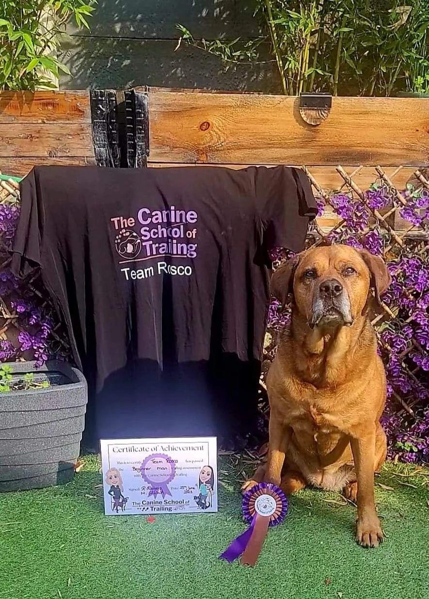 Aidy's dog Rosco sitting proudly with her Canine School of Trailing certificate and rosette!