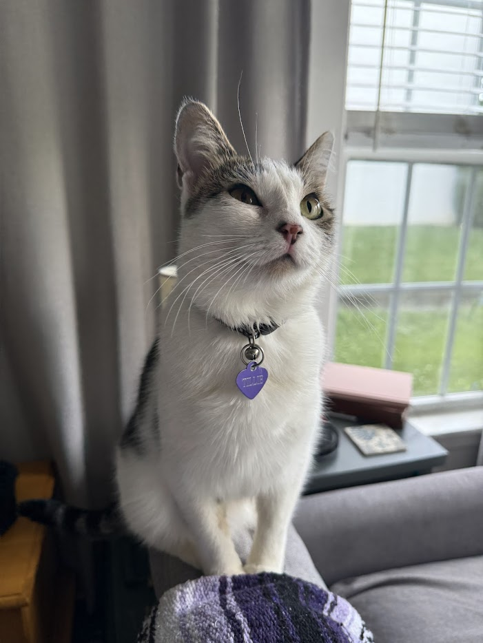 Image of Tillie, Allea's cat 