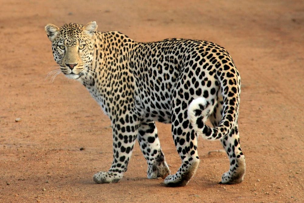 Tiger Animal