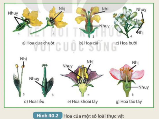 BÀI 40. SINH SẢN HỮU TÍNH Ở SINH VẬT 