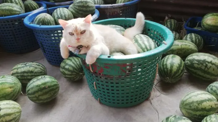 Guard Cat Establishes Farm Authority Through Strategic Positioning