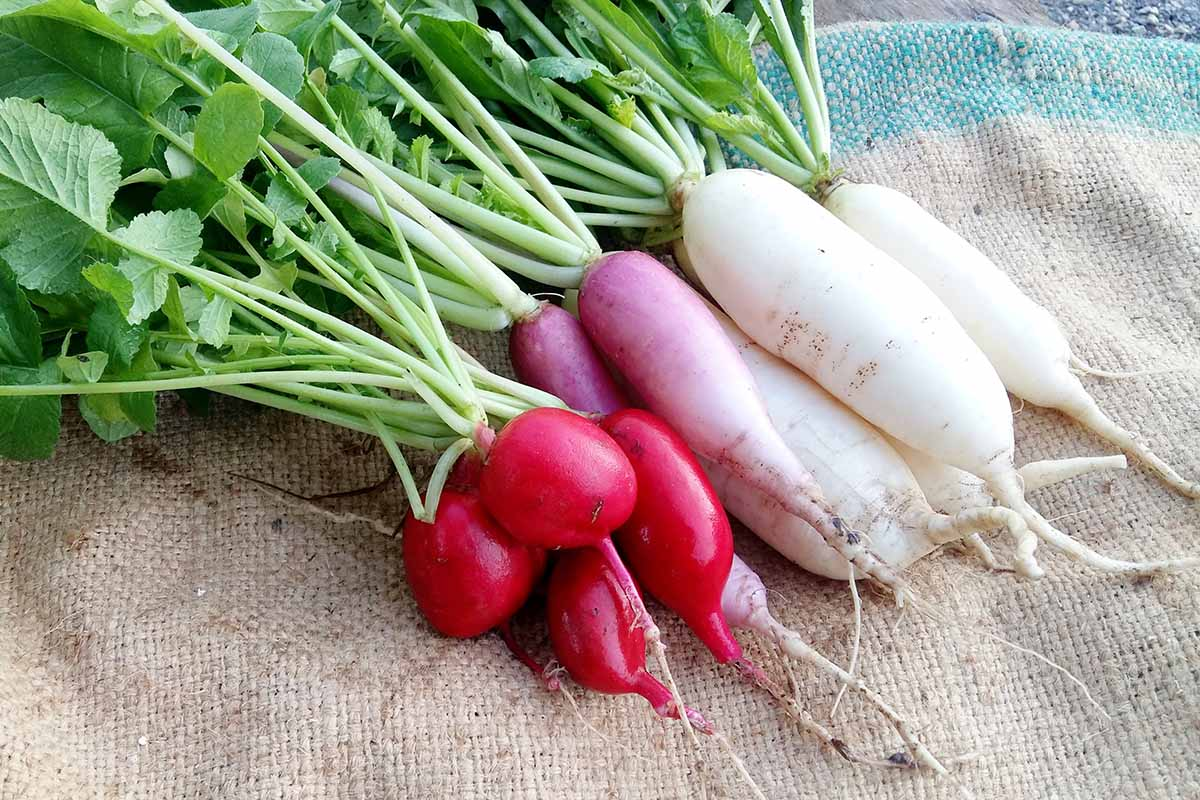 Radish growing tips: Quick and easy harvests at home