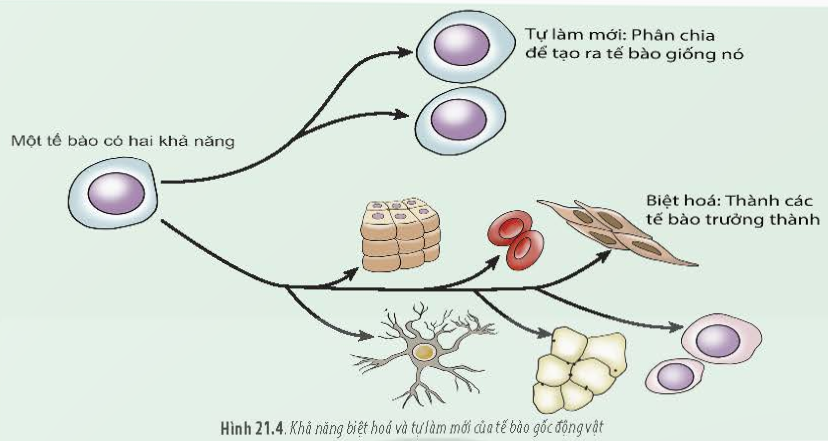 BÀI 21 - CÔNG NGHỆ TẾ BÀOMỞ ĐẦUCâu 1: Các phương pháp lai tạo giống vật nuôi và cây trắng truyền thông tạo ra các cá thể con mang những đặc tính di truyền giống bố mẹ và những đặc điểm sai khác so với bố mẹ. Vậy, để tạo ra hàng loạt cây trắng từ một phân cơ thể (mô hoặc tế bào) và mang đặc điểm giống hệt cơ thể bố. mẹ thì người ta thường đùng phương pháp nào? Tại sao?Đáp án chuẩn:Người ta sử dụng công nghệ tế bào để nhân bản vô tính vật nuôi, cây trồng. Tại vì phương pháp này dựa trên tính toàn năng của tế bào, nguyên lý phân chia và biệt hóa của tế bào để tạo ra sản phẩm là các dòng tế bào, cơ quan, cơ thể với số lượng lớn.I. CÔNG NGHỆ TẾ BÀO LÀ GÌ?Câu 1: Quan sát Hình 21.1 và 21.2 hãy cho biết thế nào là công nghệ tế bào.Đáp án chuẩn:Công nghệ tế bào là quy trình kỹ thuật nuôi cấy tế bào hoặc mô trên môi trường dinh dưỡng nhân tạo để tạo thành cơ quan hoặc cơ thể hoàn chỉnh.Luyện tập: Nêu những thành tựu của công nghệ tế bào mà em biết.Đáp án chuẩn:Nhân bản vô tính cừu Dolly, nhân giống các loại cây dược liệu quý, các giống cây ăn quả tốt và các loại cây cảnh có giá trị cao.Câu 2: Cơ sở khoa học của công nghệ tế bào là gì?Đáp án chuẩn:Cơ sở khoa học của công nghệ tế bào là dựa trên tính toàn năng, khả năng biệt hóa và phân biệt của tế bào, cùng khả năng phân chia và điều khiển sự biệt hóa bằng các thành phần môi trường, đặc biệt là hormone sinh trưởng.Câu 3: Quan sát Hình 21.2 và 21.3, cho biết nguyên lí để thực hiện công nghệ tế bào là gì?Đáp án chuẩn:Công nghệ tế bào là quá trình nuôi cấy tế bào hoặc mô trên môi trường dinh dưỡng nhân tạo để tạo thành cơ quan hoặc mô cơ thể.Câu 4: Quan sát hình 21.3 và 21.4 cho biết tính toàn năng của tế bào là gì. Tính toàn năng của tế bào thực vật và tế bào động vật giống hay khác nhau?Đáp án chuẩn:Tế bào quy định tất cả các đặc tính của sinh vật. Tế bào thực vật có khả năng tái tạo một cá thể từ một mô hoặc tế bào ban đầu. Động vật có khả năng tái tạo tế bào giống nhau và biệt hóa thành các tế bào trưởng thành.II. CÔNG NGHỆ TẾ BÀO THỰC VẬTCâu 5: Hãy cho biết mô sẹo có thể phát triển thành bộ phận nào của cây con?Đáp án chuẩn:- Phát triển thành tất cả các bộ phận của cây con để tạo thành cây con hoàn chỉnh.Câu 6: Trình bày tóm tắt quy trình thực hiện nhân giống vây trồng bằng công nghệ tế bào thực vật.Đáp án chuẩn:-  Tách và nuôi cấy mô phân sinh.-  Nuôi cấy mô sẹo thành cơ thể mới.-  Nuôi trồng các cây con ở môi trường thực địa.III. CÔNG NGHỆ TẾ BÀO ĐỘNG VẬTCâu 7: Quan sát hình 21.6 và trình vày quy trình nhân bản vô tính vật nuôi.Đáp án chuẩn:- Xử lý các tế bào thực hiện nhân bản vô tính.- Dung hợp tế bào.- Nuôi cấy tế bào lai.- Tạo cơ thể mới.Câu 8: Quan sát Hình 21.7 và cho biết thế nào là cấy truyền phôi động vật.Đáp án chuẩn:Công nghệ cấy truyền phôi bò là quá trình nuôi cấy và chuyển phôi từ bò cho phôi sang bò nhận phôi để tạo thành cá thể bò mới.Câu 9: Trình bày sơ đồ quy trình cấy truyền phôi động vật.Đáp án chuẩn:1. Tách lấy phôi từ động vật cho phôi.2. Tác động vào phôi trước khi cấy vào tử cung của động vật nhận phôi.3. Cấy phôi đã được tác động vào tử cung của động vật nhận phôi để thực hiện việc mang thai và sinh con.Luyện tập: Trong thực tế , đã có những thành tựu công nghệ tế bào động vật nào được đưa vào ứng dụng và sản xuất?Đáp án chuẩn:- Ghép da từ một phần da khỏe của bệnh nhân để chữa lành các vết bỏng.- Ghép nội tạng từ mô nội tạng của lợn.- Sản xuất trứng có khả năng chữa bệnh Wolman từ gà có chuyển gen.- Sản xuất sữa có chứa antithrombin alfa từ dê có chuyển gen, được sử dụng để điều trị suy giảm antithrombin alfa.Vận dụng: Hãy tìm hiểu về một thành tựu của công nghệ tế bào thực vật hoặc động vật. Đánh giá tính hiệu quả của việc ứng dụng thành tựu đó trong đời sống.Đáp án chuẩn:Một ví dụ về thành tựu của công nghệ tế bào thực vật là sử dụng nuôi cấy mô để nhân nhanh các giống cây trồng. Quy trình này đòi hỏi công nghệ cao, nhưng giúp người trồng có thể sản xuất các giống cây trồng sạch bệnh, đồng loạt, và có chất lượng ổn định để xuất khẩu với số lượng lớn.BÀI TẬP