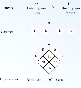 NCERT solutions class 12 Biology chapter 5 - 1