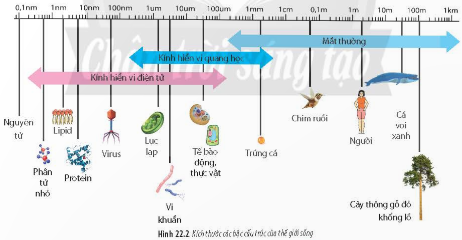 BÀI 22 - KHÁI QUÁT VỀ VI SINH VẬTMỞ ĐẦUCâu 1: Vì sao khi để trái cây, sữa, cơm trong môi trường nóng ẩm thì dễ bị hư, thối? Vì sao chúng ta nên vệ sinh sạch đồ dùng đựng trái cây, sữa, cơm?Đáp án chuẩn:* Để trái cây, sữa, cơm trong môi trường nóng ẩm thì dễ bị hư, thối vì môi trường nóng ẩm là môi trường thích hợp cho các vi sinh vật gây hư, thối thực phẩm phát triển.* Để tránh sự hư hỏng và thối của trái cây, sữa, và cơm trong môi trường nóng ẩm, cần:- Vệ sinh sạch các đồ dùng để chứa trái cây, sữa, cam để ngăn chặn vi sinh vật gây hư, thối phát triển.- Đảm bảo vệ sinh sạch sẽ để ngăn ngừa sự lan truyền của vi sinh vật từ bề mặt đồ dùng sang thực phẩm, gây hư hỏng và thối.I. KHÁI NIỆM VÀ ĐẶC ĐIỂM CỦA VI SINH VẬTCâu 1: Vi sinh vật là sinh vật đơn bào hay đa bào?Đáp án chuẩn:Đơn bàoCâu 2: Quan sát hình 22.2 và cho biết vi sinh vật có kích thước như thế nào?Đáp án chuẩn:- Nhỏ, thường được quan sát bằng kính hiển vi.Luyện tập: Hãy cho biết những đặc điểm của vi sinh vật.Đáp án chuẩn:Vi sinh vật nhỏ, chỉ quan sát được dưới kính hiển vi, sinh sống ở mọi nơi, sinh trưởng và sinh sản nhanh. Phần lớn là đơn bào, một số tổ chức thành tập đoàn đơn bào.II. CÁC NHÓM SINH VẬTCâu 3: Halobacteria, trùng Amip. Escherichia coli, Clorella là những vi sinh vật thuộc nhóm nào trong Hình 22.3?Đáp án chuẩn:- Nhóm vi khuẩn.III. CÁC KIỂU DINH DƯỠNG CỦA VI SINH VẬTCâu 4: Hãy sắp xếp các loài sinh vật trong Hình 22.4 vào các kiểu dinh dưỡng cho phù hợp.Đáp án chuẩn:Quang tự dưỡng: Trùng roi xanh, tảo lục, vi khuẩn lam, tảo lam xoắn, tập đoàn Volvox.Hóa dị dưỡng: Nấm men, nấm mốc trên quả cam.Câu 5: Hãy cho biết vi sinh vật quang tự dưỡng và quang dị dưỡng sử dụng nguồn nguyên liệu nào cho sinh trưởng và phát triển.Đáp án chuẩn:Nguồn nguyên liệu của vi khuẩn:Quang tự dưỡng: CO2.Quang dị dưỡng: các chất hữu cơ.Luyện tập:Hãy lập bảng so sánh các kiểu dinh dưỡng khác nhau ở sinh vật.Ở mỗi hình thức dinh dưỡng, hãy tìm các vi sinh vật điển hình làm ví dụ minh họa.Đáp án chuẩn:Vi sinh vật được phân thành 4 loại dinh dưỡng:- Quang tự dưỡng: Sử dụng ánh sáng và CO2 làm nguồn năng lượng và dinh dưỡng. Ví dụ: vi khuẩn lam, tảo đơn bào.- Quang dị dưỡng: Sử dụng ánh sáng và chất hữu cơ làm nguồn năng lượng và dinh dưỡng. Ví dụ: một số vi khuẩn không chứa lưu huỳnh.- Hóa tự dưỡng: Sử dụng chất hóa học và CO2 làm nguồn năng lượng và dinh dưỡng. Ví dụ: vi khuẩn nitrat hóa, vi khuẩn oxy hóa.- Hóa dị dưỡng: Sử dụng chất hóa học và chất hữu cơ làm nguồn năng lượng và dinh dưỡng. Ví dụ: nấm, động vật nguyên sinh, một số vi khuẩn không phải quang hợp.IV. MỘT SỐ PHƯƠNG PHÁP NGHIÊN CỨU VI SINH VẬTCâu 6: Hãy cho biết các phương pháp nghiên cứu vi sinh vật thường thấy trong phòng thí nghiệm.Đáp án chuẩn:Phương pháp quan sát bằng kính hiển vi.Phương pháp nuôi cấy.Phương pháp phân lập vi sinh vật.Phương pháp định danh vi khuẩn.Luyện tập: Hãy tìm thêm các ví dụ về một số loại vi sinh vật cho các mục tiêu nghiên cứu sinh vật như : Kích thước của các nhóm vi sinh vật cầu khuẩn, phẩy khuẩn, trực khuẩn,...Khả năng hoạt động của vi sinh trong môi trường lỏng, đặc.Đáp án chuẩn:Một số ví dụ về vi sinh vật cho mục tiêu nghiên cứu:- Cầu khuẩn Thiomargarita namibiensis (đường kính khoảng 0,1 – 0,3 mm), một loại cầu khuẩn lớn nhất được biết đến.- Trực khuẩn Bacillus anthracis (chiều dài khoảng 3-5 µm), là nguyên nhân gây bệnh than.- Phẩy khuẩn Vibrio cholerae (chiều dài khoảng 2,7 – 3,5 µm), gây bệnh sốt rét.- Nấm mốc có khả năng hoạt động trong môi trường đặc và kị khí.- Các loại vi khuẩn trong sữa và sữa chua có khả năng hoạt động trong môi trường lỏng.Vận dụng: Kể tên và cho biết thêm một số phương pháp khác mà em tìm hiểu được.Đáp án chuẩn:Cấy chuyển, soi tươi, nhuộm gram,...BÀI TẬP