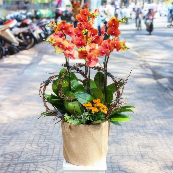 Chậu hoa lan hồ điệp sắc cam toát lên vẻ đẹp cuốn hút và kiêu sa