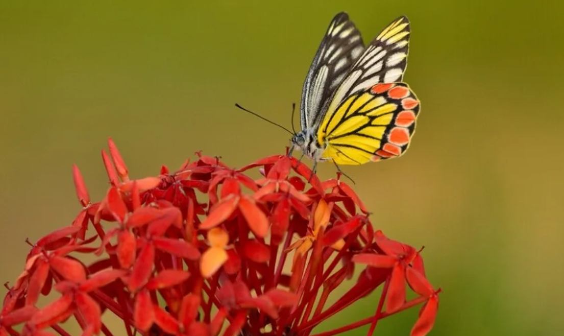 Importance of Pollinators in Ecosystems