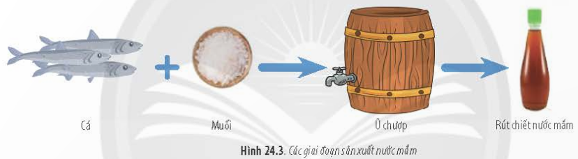 BÀI 24 - QUÁ TRÌNH TỔNG HỢP VÀ PHÂN GIẢI Ở VI SINH VẬTMỞ ĐẦUCâu 1: Một con bò nặng 500 kg chỉ sản xuất thêm mỗi ngày 0,5 kg protein; 500 kg cây đậu nành mỗi ngày tổng hợp được 40 kg protein nhưng 500 kg nấm men có thể tạo thành mỗi ngày 50 tấn protein. Sự khác nhau về sinh khối được tạo ra từ các loài sinh vật trên có thể giải thích như thế nào?Đáp án chuẩn:Sự khác biệt về sinh khối từ các sinh vật được giải thích bởi tốc độ tổng hợp và phân giải chất hữu cơ khác nhau. Nấm men, với kích thước nhỏ, có khả năng hấp thu và chuyển hóa nhanh các chất dinh dưỡng, dẫn đến việc nhanh chóng đạt được sinh khối lớn hơn so với các sinh vật có kích thước lớn hơn như con bò hay cây đậu nành.I. QUÁ TRÌNH TỔNG HỢP Ở VI SINH VẬTCâu 1: Hãy cho biết các đặc điểm chung của quá trình tổng hợp chất hữu cơ.Đáp án chuẩn:Đặc điểm chung của quá trình tổng hợp chất hữu cơ là sử dụng hợp chất mở đầu là ADP-glucose và tạo ra các polysaccharide bằng cách liên kết các phân tử glucose qua liên kết glycosidic.Câu 2: Tìm thông tin liên quan tới gôm sinh học và cho biết vai trò của gôm sinh học trong đời sống con người.Đáp án chuẩn:Một số loại polysaccharide do vi sinh vật tiết ra vào môi trường được gọi là gôm.* Vai trò của chúng bao gồm bảo vệ tế bào vi sinh vật khỏi sự khô hạn, ngăn ngừa virus, cung cấp carbon và năng lượng.* Ứng dụng của các loại gôm trong đời sống con người:- Sản xuất kem phủ bề mặt bánh.- Làm chất phụ gia trong khai thác dầu mỏ.- Trong lĩnh vực sinh học, chúng được sử dụng làm chất thay thế huyết tương và trong sinh hóa làm chất tách chiết enzyme.Câu 3: Tìm thông tin liên quan về một số loại chế phẩm sinh học từ vi sinh vật.Đáp án chuẩn: - Phân bón vi sinh bảo vệ môi trường đất.- Sử dụng chế phẩm vi sinh để ức chế các vi khuẩn có hại cho vật nuôi, bao gồm các loài như Bacillus licheniformis, Bacillus sp., nhằm cải thiện nền đáy ao nuôi thủy hải sản.Luyện tập: Trình bày tóm tắt bằng sơ đồ  hệ thống các quá trình tổng hợp các chất hữu cơ đa phân tử của vi sinh vật.II. QUÁ TRÌNH PHÂN GIẢI Ở VI SINH VẬTCâu 4: Quan sát Hình 24.3, 24.4, 24.5 và cho biết: Các chất hữu cơ đa phân tử được phân giải như thế nào? Ứng dụng của các quá trình này trong đời sống là gì? Đáp án chuẩn:Các vi sinh vật phân giải các chất hữu cơ đa phân tử. Ứng dụng của quá trình này trong đời sống là sản xuất nước mắm, tương ớt...Câu hỏi 5: Quan sát Hình 24.3, 24.4, 24.5 và cho biết: Cho biết đặc điểm chung của các quá trình phân giải chất hữu chất hữu cơ.Đáp án chuẩn:Đặc điểm chung của các quá trình phân giải chất hữu cơ là sử dụng các enzyme nội bào để chuyển hóa các hợp chất hữu cơ phức tạp thành các phân tử đơn giản và cung cấp năng lượng cho hoạt động của tế bào.Luyện tập: Lập bảng trình bày điểm chung và riêng của các quá trình phân giải ở vi sinh vật.Đáp án chuẩn:* Điểm chung:  - Chuyển hóa các chất hữu cơ phức tạp thành các chất đơn giản.  - Sử dụng enzyme trong quá trình phân giải.  - Cung cấp năng lượng cho tế bào.* Điểm riêng: Mỗi loài vi sinh vật sản xuất enzyme riêng để phân hủy các chất hữu cơ khác nhau. Ví dụ: enzyme protease phân hủy protein thành amino acid, enzyme nuclease phân hủy nucleic acid thành nucleotide.Vận dụng: Hãy thiết kế một sản phẩm học tập (mô hình, poster, tập san,...) trình bày vai trò của vi sinh vật đối với tự nhiên và đời sống con người.Đáp án chuẩn:Học sinh thiết kế sản phẩm theo chủ đề và trình bày sản phẩm theo các nội dung sau:Nguyên vật liệu (nêu rõ vật liệu nào mô tả cho thành phần nào)Các bước thực hiệnNội dung sản phẩm.BÀI TẬP