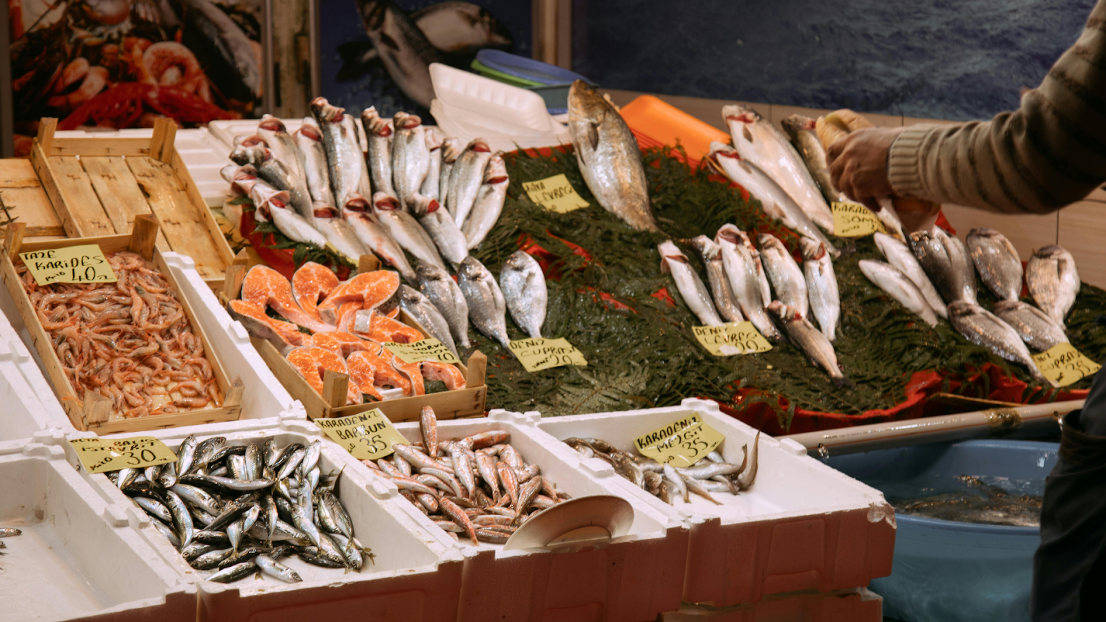 seafood makanan laut ikan ikan sarden udang 