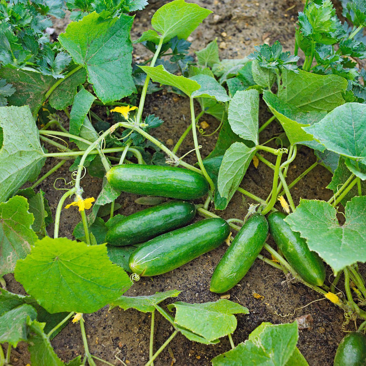 Growing Cucumbers