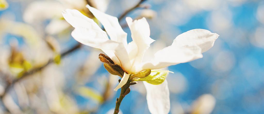 The perfume of white flowers | Carrément Belle