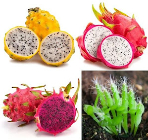 GLOBAL GREEN - 3 Type of Dragon Fruit Seeds (total pack of 60) American  Beauty Red, Vietnamese White & Ecuadorian Palora Yellow Variety Seeds (3 ...