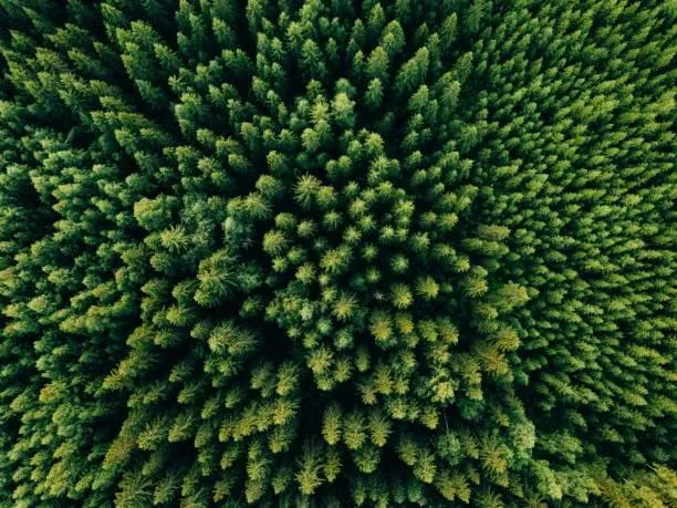 12 Moments When Forests Breathe, forest breathing, atmospheric woods, nature, landscape, living trees, earthy air