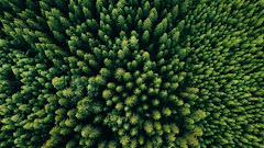 12 Moments When Forests Breathe