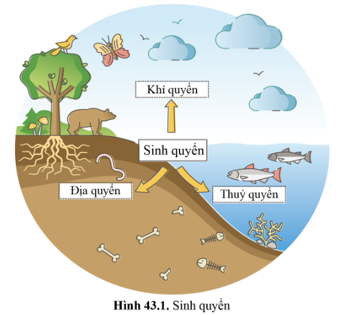 BÀI 43 - KHÁI QUÁT VỀ SINH QUYỂN VÀ CÁC KHU SINH HỌC