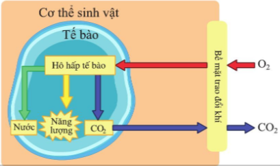 BÀI 23. TRAO ĐỔI KHÍ Ở SINH VẬT MỞ ĐẦUCâu hỏi: Tế bào trong cơ thể cần khí oxygen và thải khí carbon dioxide trong quá trình hô hấp. Cơ thể đảm bảo quá trình đó bằng cách nào và do cơ quan nào thực hiện?Đáp án chuẩn:Cơ thể chúng ta lấy O2 nhờ hít vào và thải CO2 nhờ thở ra với hệ hô hấp.I. KHÁI NIỆM TRAO ĐỔI KHÍ Ở SINH VẬTCâu 1: Quan sát hình 23.1, mô tả sự trao đổi khí ở sinh vậtĐáp án chuẩn:O2 khuếch tán từ môi trường qua bề mặt trao đổi khí vào cơ thể → các tế bào thực hiện hô hấp → tạo ra CO2, nồng độ CO2 trong tế bào cao khiến CO2 khuếch tán từ tế bào ra. CO2 được vận chuyển đến bề mặt trao đổi khí rồi được khuếch tán ra ngoài môi trường.Câu hỏi 1: Sự trao đổi khí và hô hấp tế bào ở cơ thể sinh vật có liên quan như thế nào?Đáp án chuẩn:Hô hấp tế bào phân giải các chất hữu cơ để giải phóng năng lượng cung cấp cho hoạt động trao đổi khí. Trao đổi khí cung cấp O2 – nguyên liệu cho hô hấp tế bào đồng thời đào thải CO2 ra ngoài.II. TRAO ĐỔI KHÍ Ở THỰC VẬT1. Cấu tạo và chức năng của khí khổngCâu 2: Quan sát hình 23.2, cho biết chất nào đi vào và chất nào đi ra qua khí khổng trong quang hợp?Đáp án chuẩn:- Chất đi vào: CO2.- Chất đi ra: O2 và nướcCâu 3: Cho biết khí khổng có ở mặt trên hay mặt dưới của lá cây.Đáp án chuẩn:Có ở hai mặt nhưng tập trung chủ yếu ở mặt dưới của lá cây.Câu 4: Quan sát hình 23.3, mô tả cấu tạo của khí khổng. Chức năng khí khổng là gì?Đáp án chuẩn:- 2 tế bào hình hạt đậu, xếp úp vào nhau, có thành trong dày và thành ngoài mỏng., chứa nhiều lục lạp, không bào và nhân.- Khí khổng thực hiện quá trình trao đổi khí và thoát hơi nước cho cây.Thí nghiệm: Quan sát khí khổng.Mô tả và vẽ hình dạng của khí khổng quan sát được.Đáp án chuẩn:Cấu tạo: hai tế bào hình hạt đậu, xếp úp vào nhau.Hình dạng:Tìm hiểu thêm: Tìm hiểu vì sao ở những loài cây có lá nổi trên mặt nước (ví dụ cây súng) thì khí khổng chỉ có ở mặt trên của lá cây.Đáp án chuẩn:Vì trong quá trình trao đổi khí có sự thoát hơi nước, khí khổng ở trên sẽ giúp thoát hơi nước diễn ra dễ hơn và các khí có thể trao đổi dễ dàng ra vào khí khổng hơn.2. Quá trình trao đổi khí qua khí khống ở lá câyCâu 5: Mô tả sự trao đổi khí diễn ra ở lá cây. Nêu ảnh hưởng của môi trường tới trao đổi khí trong quang hợp ở lá cây.Đáp án chuẩn:- Khi cây quang hợp: CO2 khuếch tán từ ngoài vào lá, O2 khuếch tán từ trong lá ra ngoài. Trong hô hấp: O2 đi vào, CO2 đi ra.- Ánh sáng, nhiệt độ, hàm lượng nước, nồng độ O2/CO2,… Câu hỏi 2: Quan sát hình 23.4, cho biết quá trình trao đổi khí trong quang hợp và hô hấp của thực vật như thế nào theo gợi ý ở bảng 23.1Đáp án chuẩn:Quá trình trao đổi khíKhí được trao đổiThời gian diễn raOxygenCarbon dioxideBan đêmBan ngàyLấy vàoThải raLấy vàoThải raQuang hợp xx  xHô hấpx  xx  III. TRAO ĐỔI KHÍ Ở ĐỘNG VẬTCâu 6: Cho biết cơ quan nào thực hiện quá trình trao đổi khí ở động vật?Đáp án chuẩn:Ống khí, mang, da, phổi...Câu 7: Quan sát hình 23.5, quá trình trao đổi khí ở cá, châu chấu, ếch và chim là gì?Đáp án chuẩn:Cá: mangChâu chấu: ống khíẾch: daChim: túi khíCâu hỏi 3: Vì sao khi bắt giun đất để trên bề mặt: đất khô ráo thì giun đất nhanh bị chết?Đáp án chuẩn:Vì giun đất hô hấp qua bề mặt da. Trong điều kiện khô ráo, da giun bị khô, O2 và CO2 không khuếch tán qua da, giun không thể hô hấp nên bị chết.2. Quá trình trao đổi khí ở động vậtCâu 8: Sự trao đổi khí giữa cơ thể người với môi trường được thực hiện như thế nào?Đáp án chuẩn:Trao đổi khí thông qua hệ hô hấp và sự phối hợp của hệ tuần hoàn.Câu 9: Quan sát hình 23.6, mô tả con đường đi của khí qua các cơ quan của hệ hô hấp ở người?Đáp án chuẩn:Khi hít vào, O2 được đưa vào phổi đến tận phế nang → trao đổi khí giữa phế nang và mạch máu. O2 đi vào máu và được vận chuyển đến các tế bào. CO2 từ máu về phế nang và thải ra ngoài môi trường.Câu hỏi 4: Phân biệt trao đổi khí ở động vật và thực vật theo nội dung gợi ý như bảng 23.2Đáp án chuẩn:Tiêu chíThực vậtĐộng vậtCơ quan trao đổi khí Khí khổng Ống khí, mang, da, phổi,…Đường đi của khíCO2 khuếch tán từ ngoài vào lá, O2 khuếch tán từ trong lá ra môi trường.Khi hít vào, O2 được đưa vào phổi đến tận phế nang → trao đổi khí. O2 đi vào máu đến các tế bào. CO2 từ máu về phế nang và thải ra ngoài môi trường.Cơ chế trao đổi khíKhuyếch tán.Nhờ các cơ quan thực hiện quá trình hô hấp.Chất khí trao đổi giữa cơ thể với môi trườngO2 và CO2O2, CO2 và các khí khác.Vận dung 1Câu hỏi: Vì sao mở nắp mang cá có thể biết cá còn tươi hay không?Đáp án chuẩn:Vì mang là bộ phận hô hấp ở cá. Nếu cá còn tươi → hô hấp vẫn diễn ra, mang có màu đỏ hồng. Vận dụng 2Câu hỏi: Vì sao sơn kín da ếch thì ếch sẽ chết sau một thời gian?Đáp án chuẩn:Khi sơn kín da ếch → da ếch bị khô không thể trao đổi khí → Ếch bị thiếu O2 và tích tụ CO2 → chết dần.Vận dụng 3