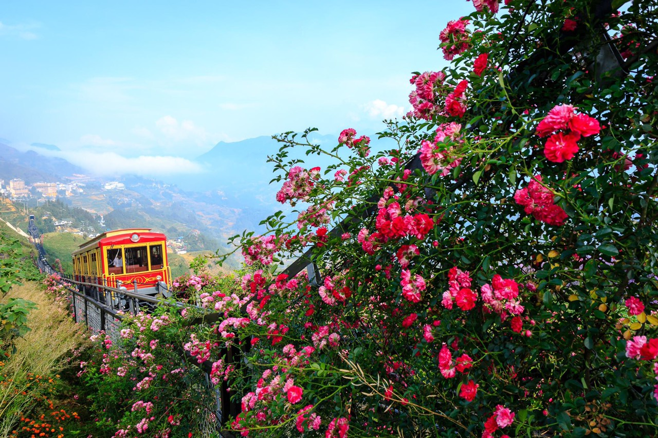 Cảnh sắc thơ mộng tại thung lũng hoa hồng Sapa.