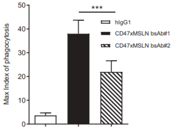 Schematic diagram of Mesothelin structure and the impact of different epitopes on antibody in vitro efficacy