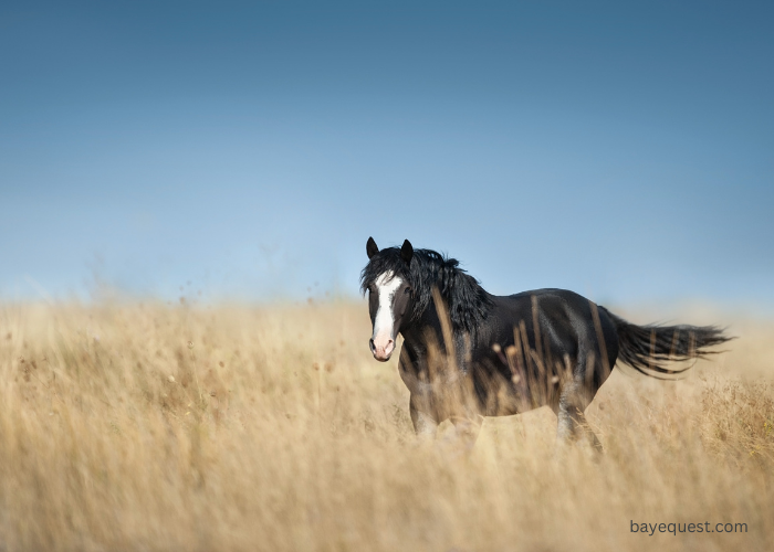 Mustang Horse Names