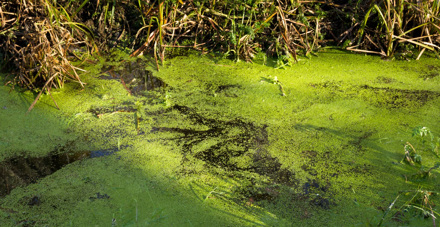 The Everglades’ waters covered with a layer of bright green algae.