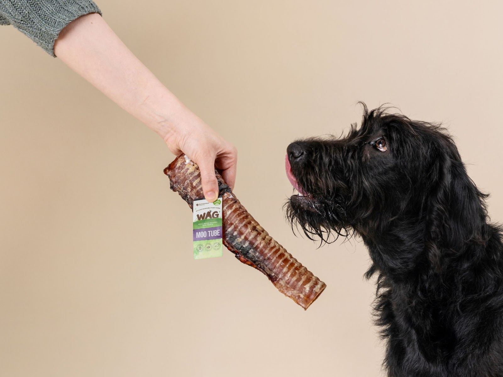 Training a high-energy dog