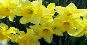 Daffodils