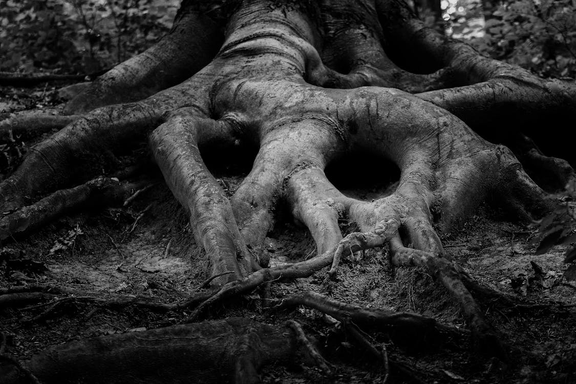 The internal struggle shown here by roots that look like a skull. Meaning these roots are a self-reflection of the inside.