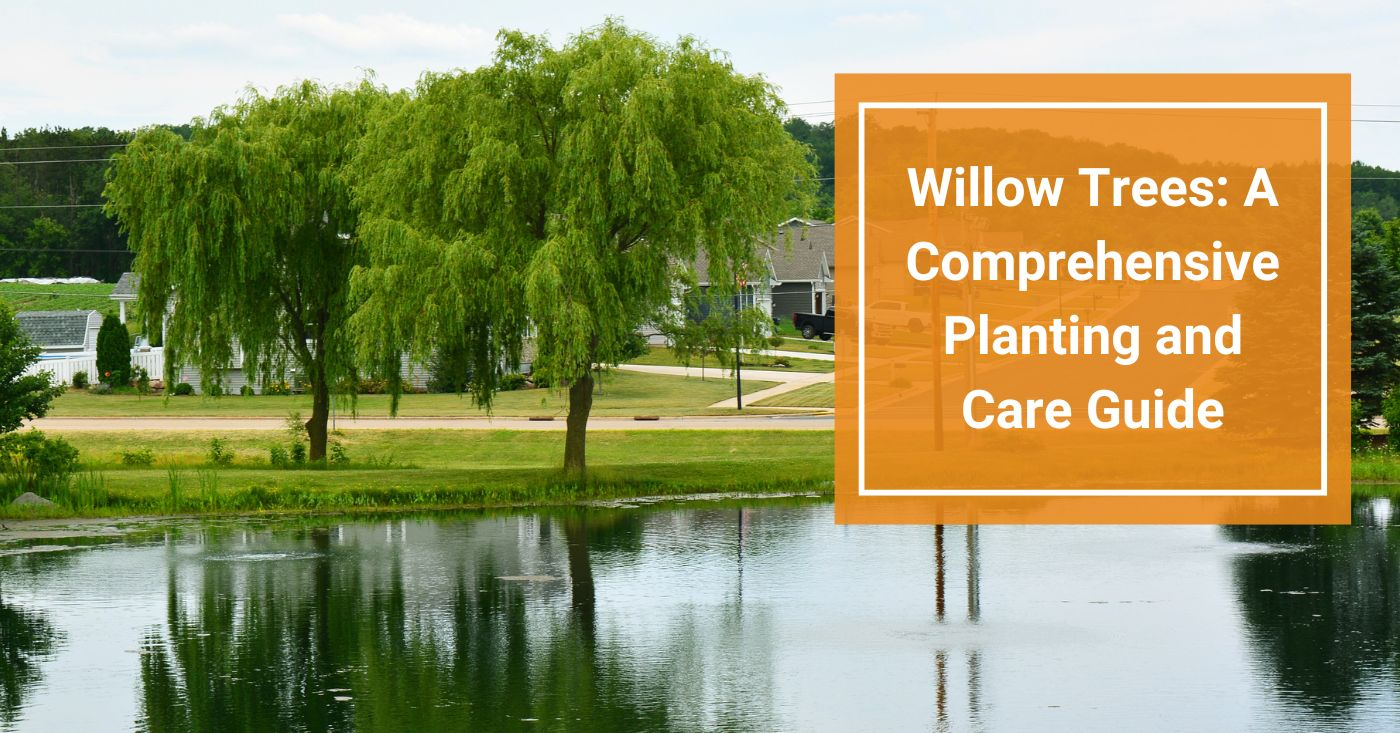 Dappled Willow Care Guide