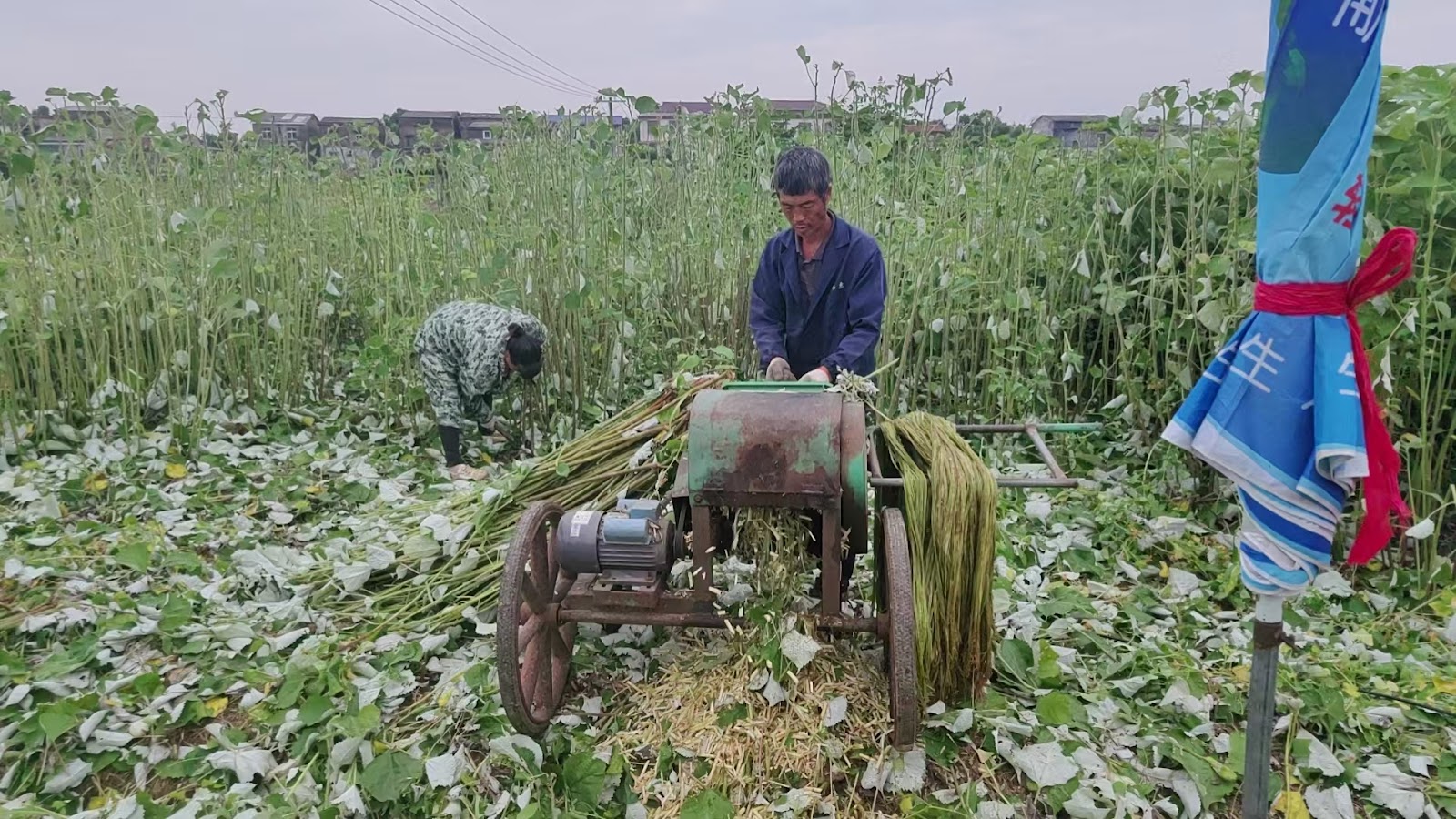 Two farmers harvesting ramie for fiber production