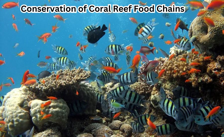 coral reef food chain