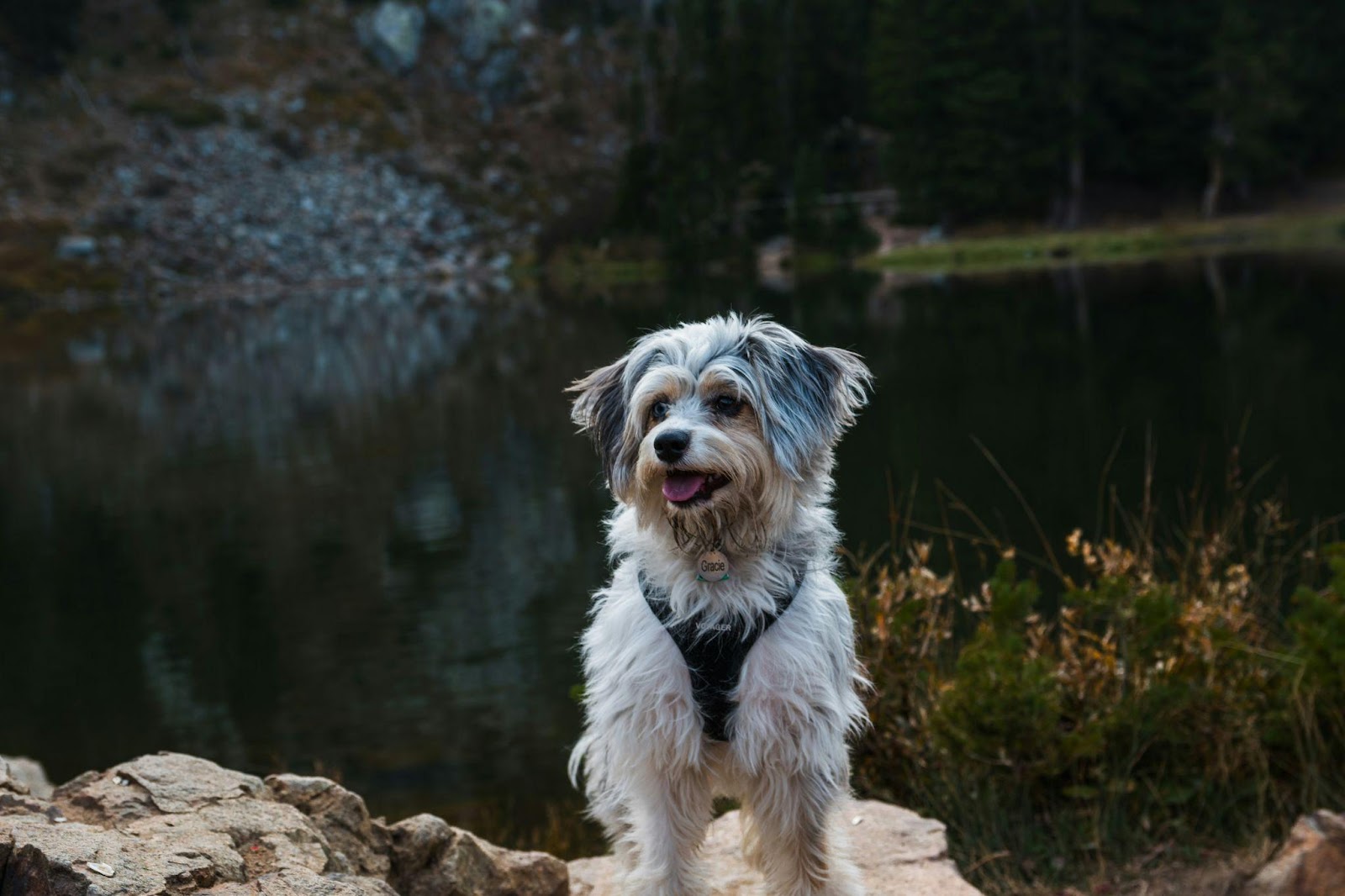 dog outside with harness