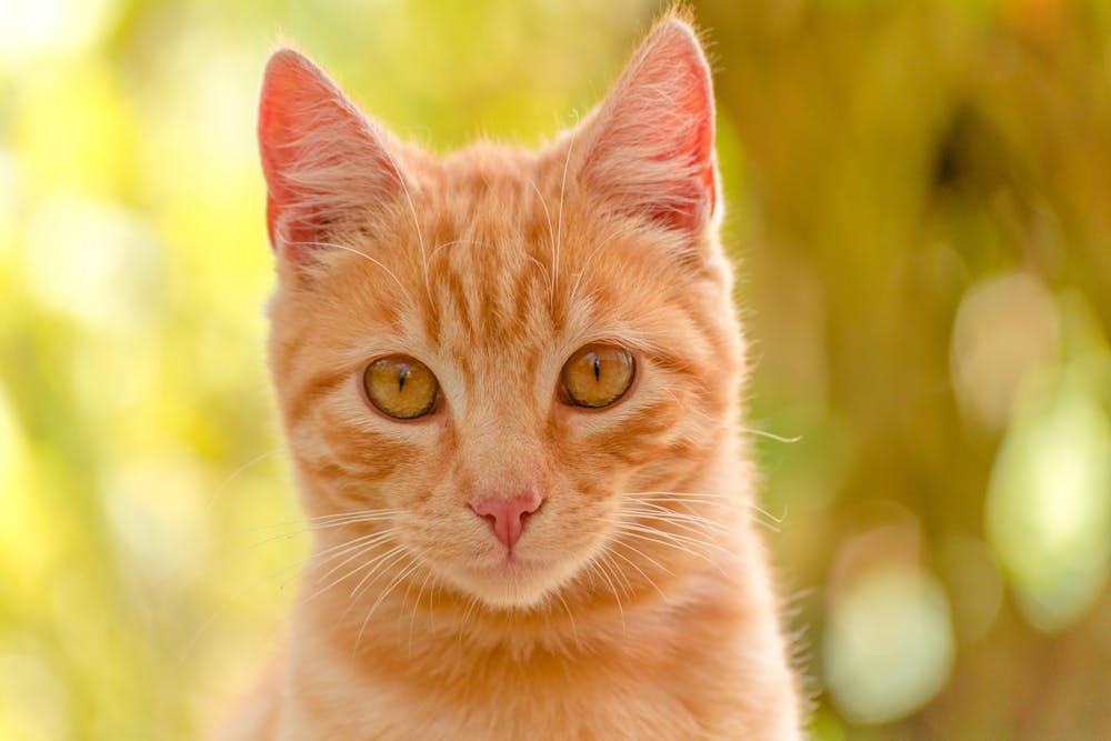 Portrait of a Brown Cat