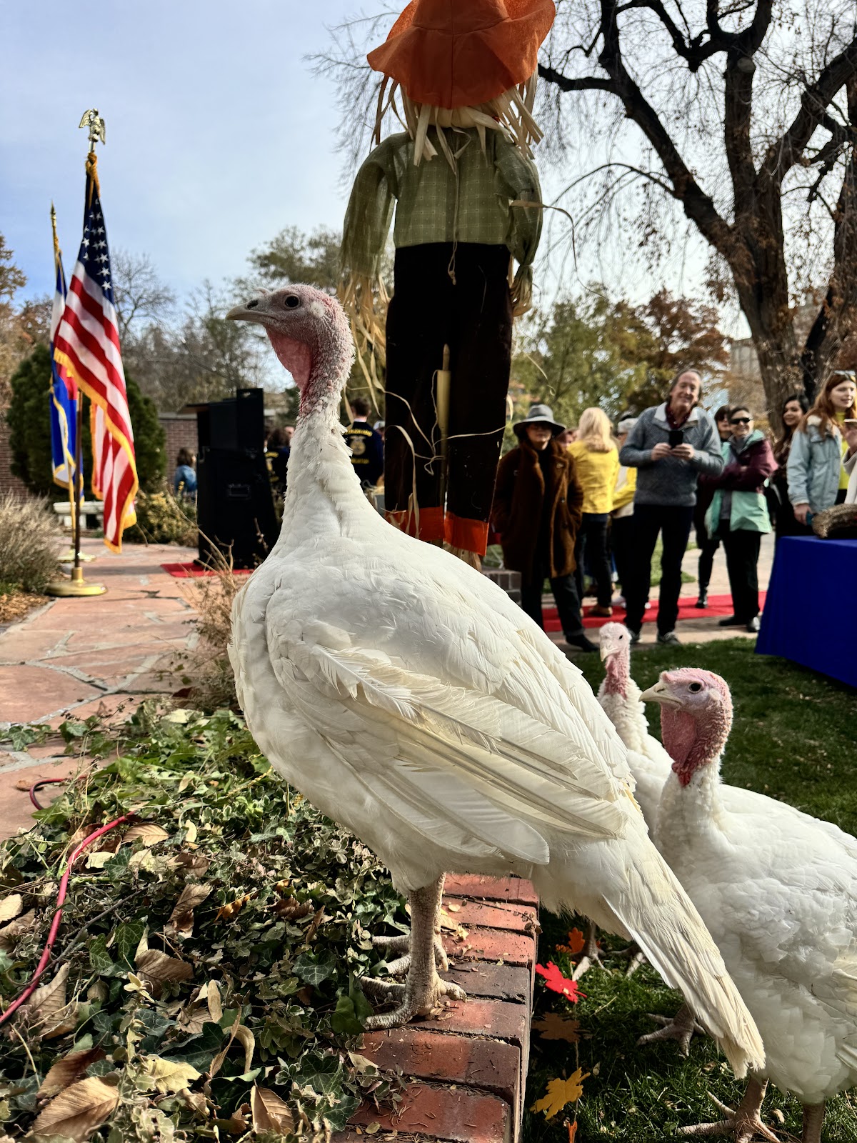 Dinger, Female Turkey.