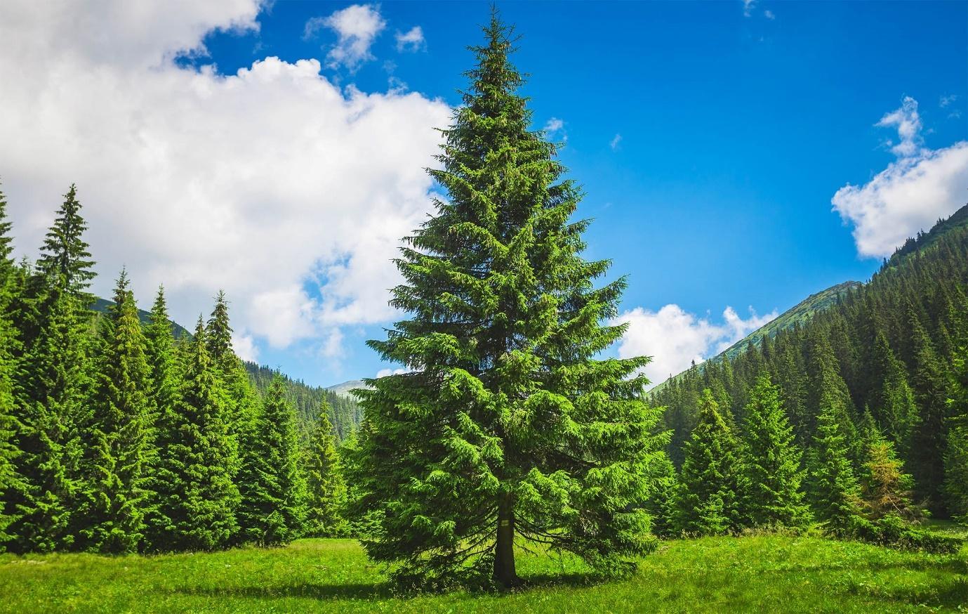 Evergreen Trees Supports Wildlife