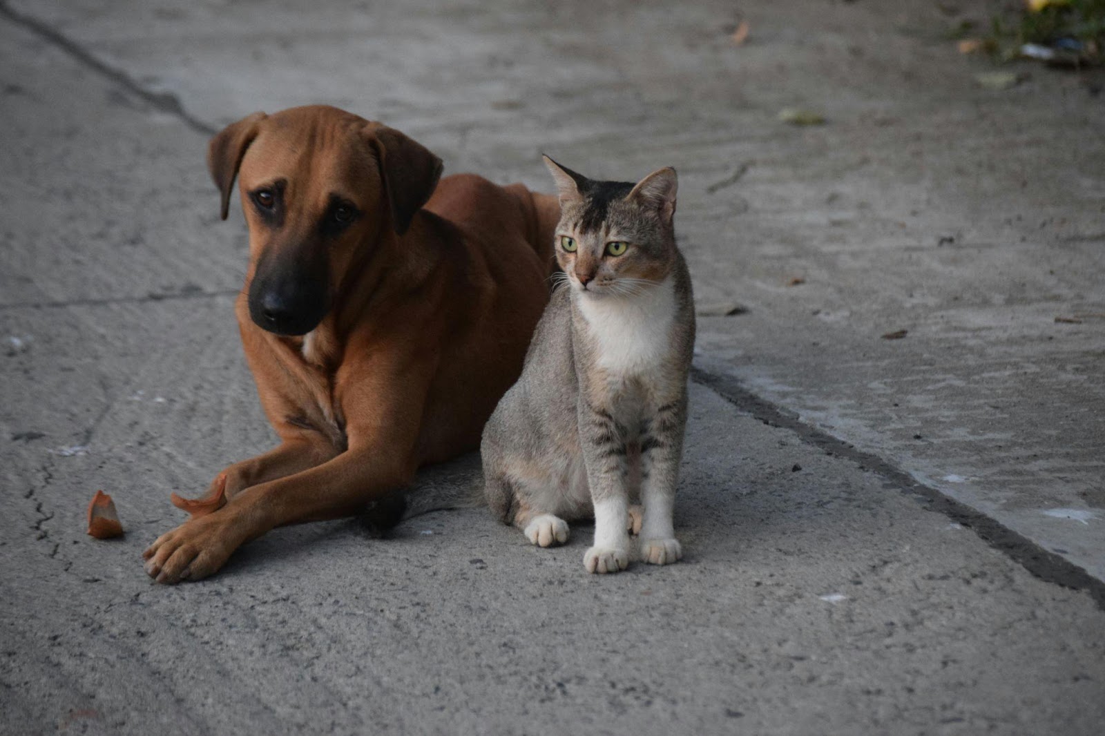 Heartwarming Cat-Dog Friendships That Will Restore Your Faith in Animals