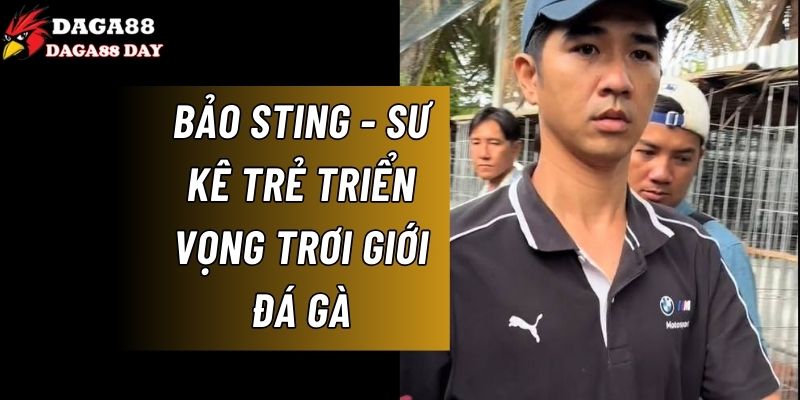 Cùng Daga88 tìm hiểu về sư kê Bảo Sting