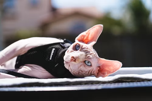 Sphynx