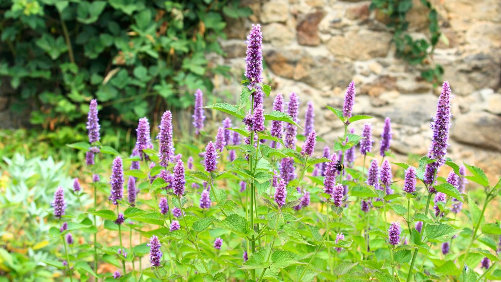 Tall square stems hold spiky purple flower clusters with tiny petals, visited by fuzzy bumblebees collecting pollen among soft green, toothed leaves.
