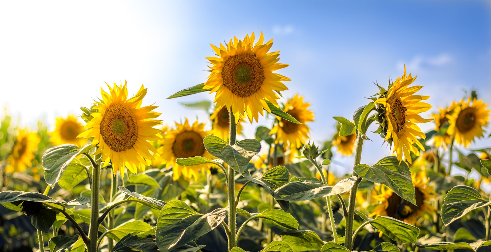 Grow Sunflowers