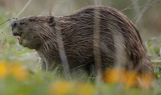 Beavers
