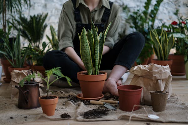 The Connection Between Herbal Medicine And Nutrition