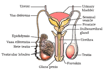 NCERT solutions class 12 Biology chapter 3 -1