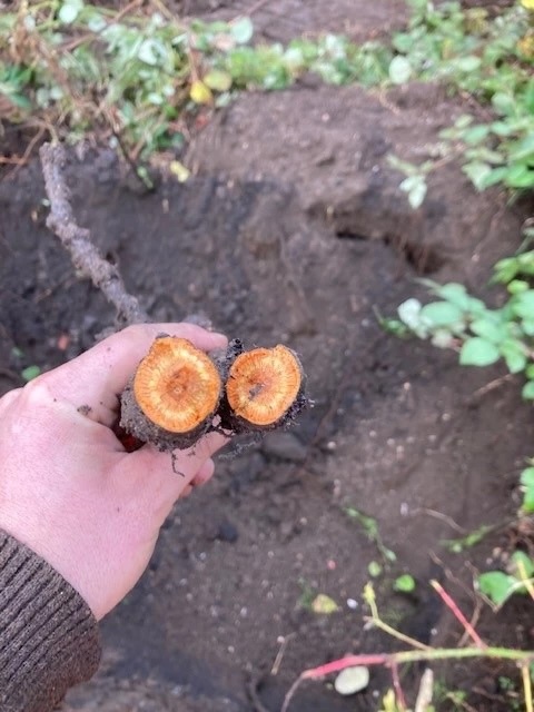 Japanese Knotweed Roots